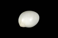 藏品(白玉螺)的圖片